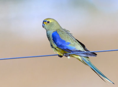Blue-winged Parrot (male)