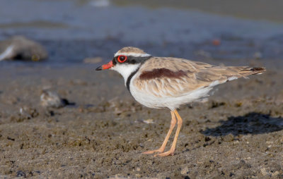 Black-fronted Plover