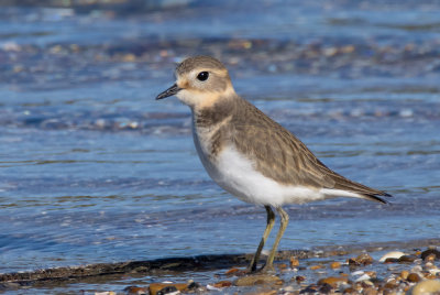 Double-banded Plover