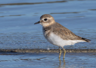 Double-banded Plover