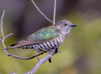 Shining Bronze-Cuckoo