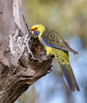 Green Rosella