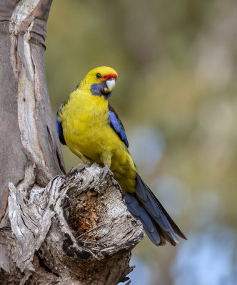 Green Rosella