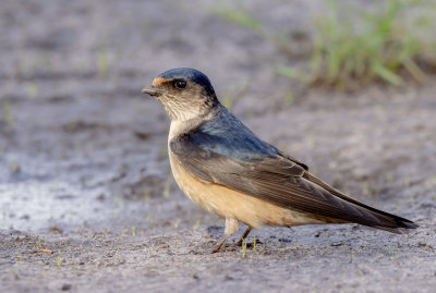 Tree Martin
