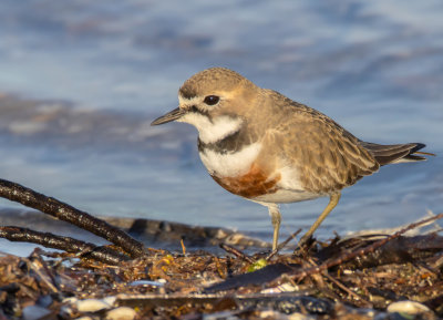 Double-banded Plover