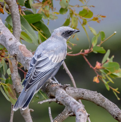 Black-faced Cuckoo-shrike (juvenile)
