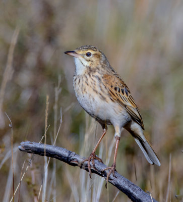 Australasian Pipit