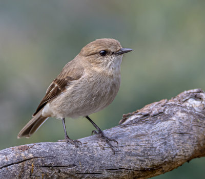 Dusky Robin