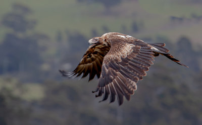 Wedge-tailed Eagle