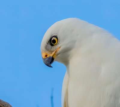 Grey Goshawk