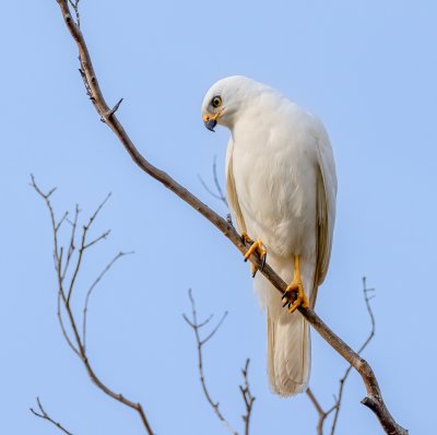 Grey Goshawk