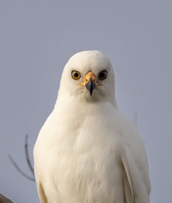 Grey Goshawk