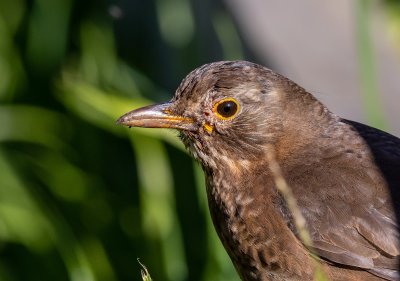 Common Blackbird (female)