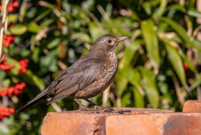Common Blackbird (female)