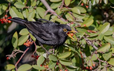 Common Blackbird (male)