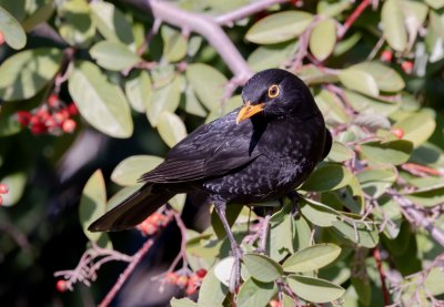 Common Blackbird (male)