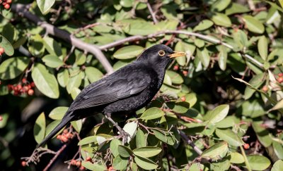 Common Blackbird (male)