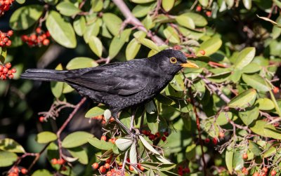 Common Blackbird