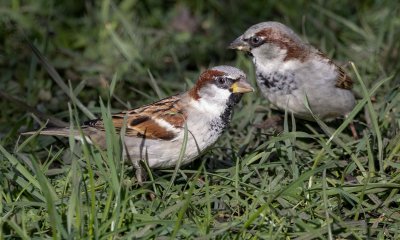 House Sparrow