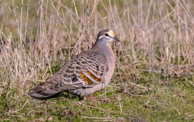 Common Bronzewing