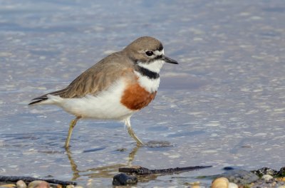 Double-banded Plover