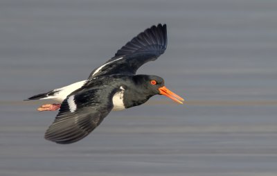 Pied Oystercatcher