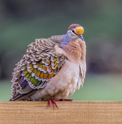 Common Bronzewing (male)