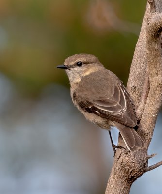 Dusky Robin