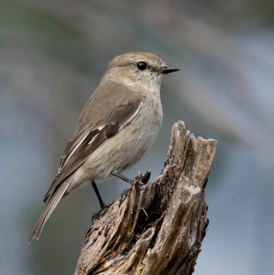 Dusky Robin