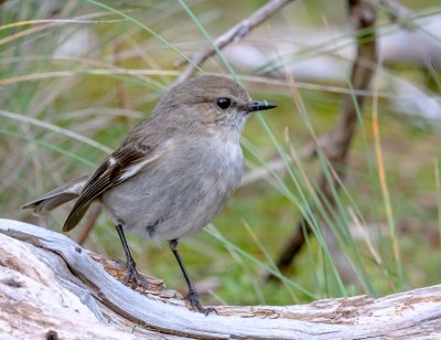 Dusky Robin