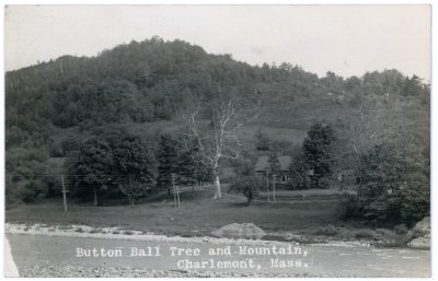 Button Ball Tree and Mountain, Charlemont, Mass.