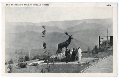 Elk on Mohawk Trail in Massachusets 2518