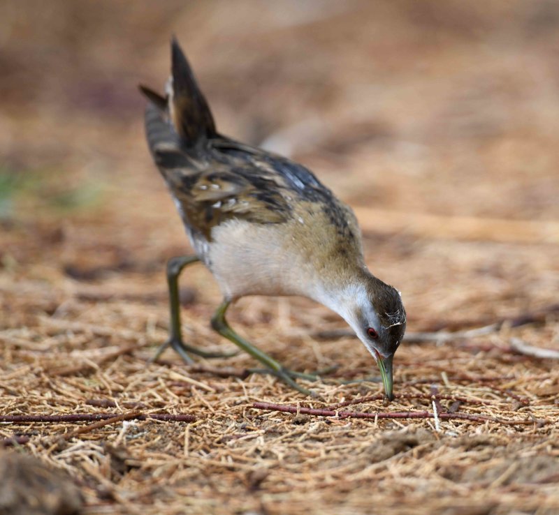 8. Little Crake - Porzana parva (Scopoli, 1769)