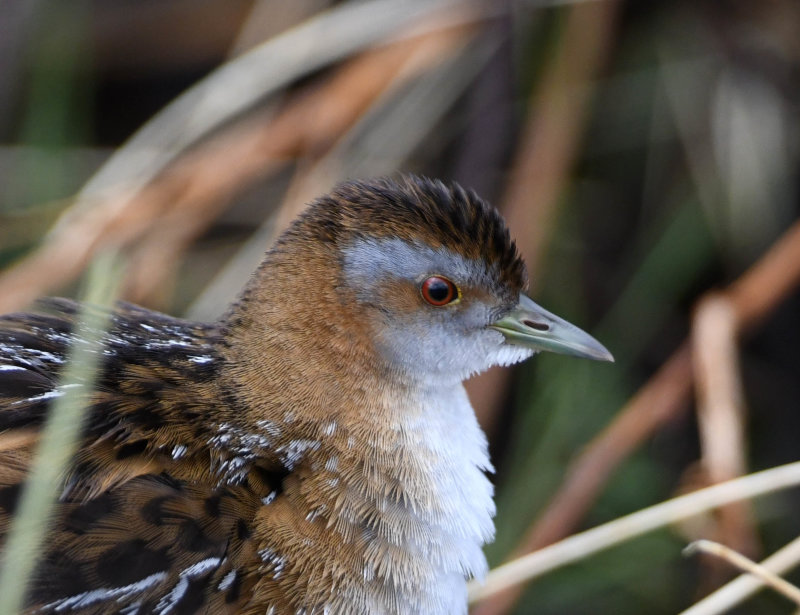 2. Baillons Crake - Porzana pusilla