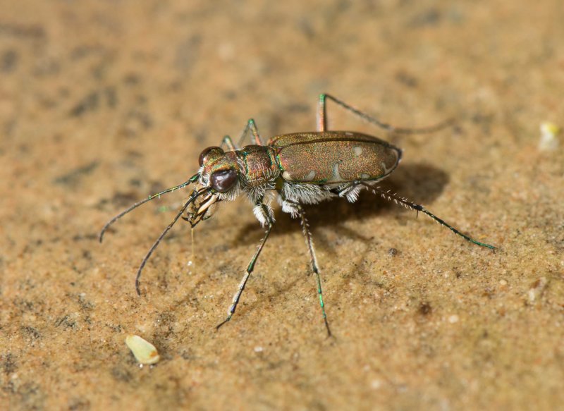 2. Cicindela (Calomera) cf. fischeri (Adams, 1817)