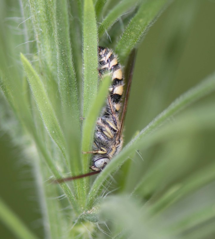 2. Micromeriella aureola (Klug, 1832) - male