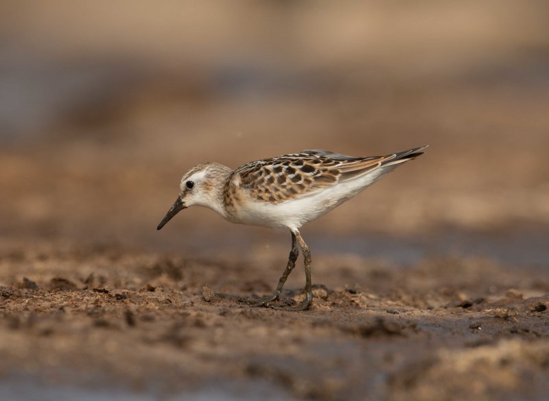 18. Little Stint - Calidris minuta