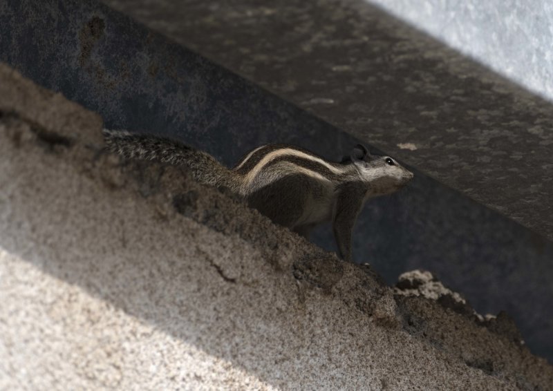 3. Funambulus pennantii (Wroughton, 1905) - Five-striped Palm Squirrel
