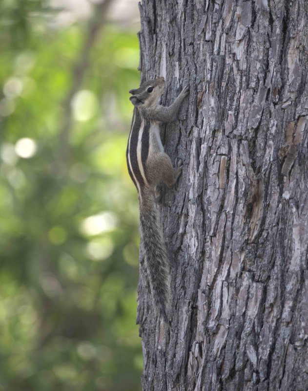 3. Funambulus pennantii (Wroughton, 1905) - Five-striped Palm Squirrel