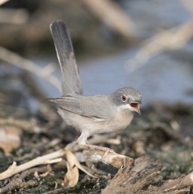 6. Menetries's Warbler - Sylvia mystacea