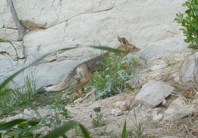 2. Red Fox - Vulpes vulpes