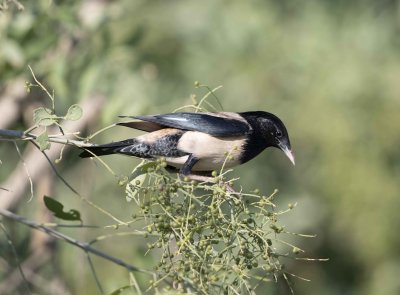 4. Rose-coloured Starling - Pastor roseus