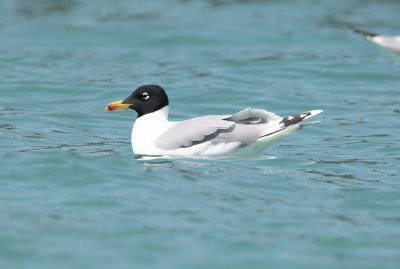 6. Palla's Gull - Larus ichthyaetus