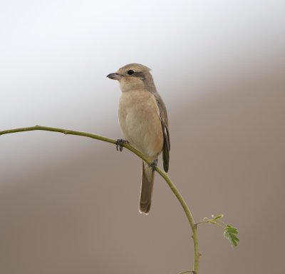 3. Daurian Shrike - Lanius isabellinus