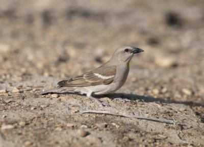 2. Yellow-throated Sparrow - Gymnoris xanthocollis 