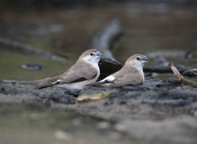 1. Indian Silverbill - Lonchura malabarica