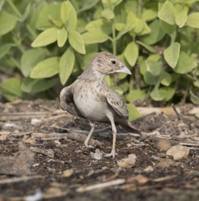 2. Black-crowned Sparrow-Lark - Eremopterix nigriceps