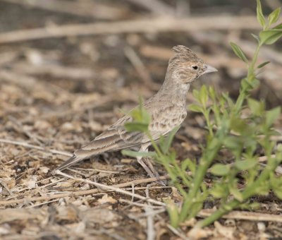 2. Black-crowned Sparrow-Lark - Eremopterix nigriceps