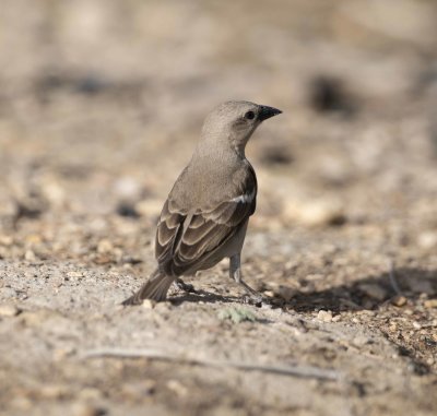 2. Yellow-throated Sparrow - Gymnoris xanthocollis 