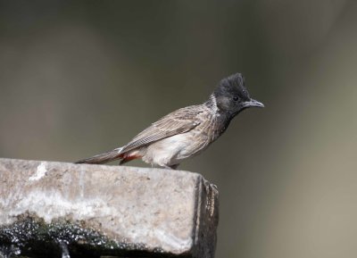 1. Red-vented Bulbul - Pycnonotus cafer
